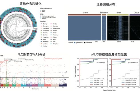 深圳大学汪业军联合北京大学刘伟团队解析光滑念珠菌临床分离株基因组进化特征和耐药新机制