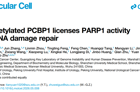 朱卫国教授团队在Molecular Cell发表PCBP1调控PARP1活性及DNA损伤修复研究成果