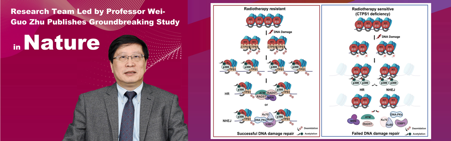 Professor Zhu Weiguo's team at Shenzhen University makes breakthrough in cancer prevention and treat