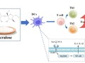 医学部公共卫生学院硕士研究生颜溧在Journal of Agriculture and Food Chemistry上发表三氯蔗糖通过调节DC细胞加重食物过敏的研究成果