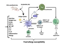 医学部研究生冯雪等人发现丙烯酰胺作为免疫佐证调控食物过敏的作用机制