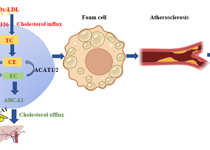医学部黄素丽副教授课题组在自然指数期刊Environmental Science & Technology发表重金属镉暴露致缺血性脑卒中的新机制研究