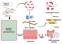 医学部公共卫生学院发表益生菌调控食物过敏的研究成果