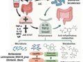 医学部吴序栎课题组在《Food Frontiers》发表益生菌缓解溃疡性结肠炎的研究成果