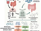医学部吴序栎课题组在《Food Frontiers》发表益生菌缓解溃疡性结肠炎的研究成果