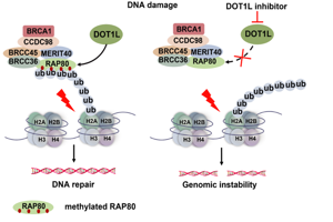 医学部朱卫国教授团队在PNAS发文 揭示组蛋白甲基转移酶DOT1L参与 DNA损伤修复的研究成果
