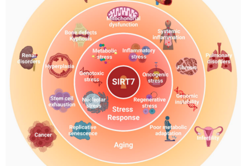 刘宝华教授团队在《Physiological Reviews》发表重磅综述：揭开衰老之谜的第七把钥匙