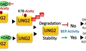 A new insight into base excision repair (BER) in targeted cancer therapy