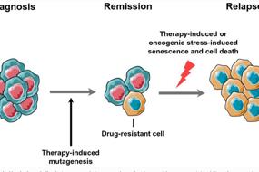 Cell plasticity and genomic instability in cancer evolution