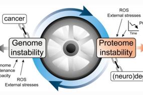 Locked in a vicious cycle: the connection between genomic instability and a loss of protein homeostasis