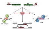 DNA double-strand break repair pathway choice: the fork in the road