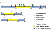 Post-translational modifications of nuclear sirtuins