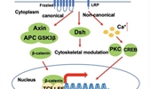 Crosstalk between signaling pathways and DNA damage response