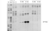 Mechanisms of UV-induced mutations and skin cancer