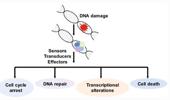 Genome Instability & Disease Volume 1. Issue 2 简介