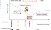 Suppression of genomic instability by replicative senescence and crisis