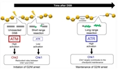 DNA double-strand break end resection: a critical relay point for determining the pathway of repair and signaling