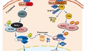 The roles of TRAF3 mutation in the oncogenic progression and drug response of multiple myeloma