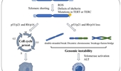 The role of telomere dysfunction in genomic instability and age-related diseases