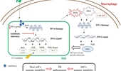 Genome instability in pathogenesis of tuberculosis