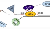 End resection: a key step in homologous recombination and DNA double-strand break repair