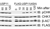 USP11 suppresses CHK1 activation by deubiquitinating CLASPIN