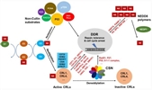 Role of NEDD8 and neddylation dynamics in DNA damage response