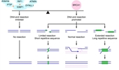 BRCA1: a key player at multiple stages of homologous recombination in DNA double-strand break repair