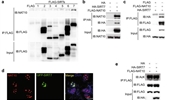 SIRT7 is a deacetylase of N4-acetylcytidine on ribosomal RNA