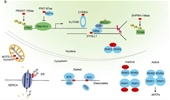 Microproteins: from behind the scenes to the spotlight