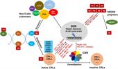 Genome Instability & Disease Volume 2. Issue 3 & 4 简介