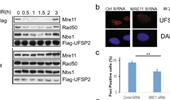 Dynamic recruitment of UFM1-specific peptidase 2 to the DNA double-strand breaks regulated by WIP1