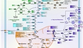 MicroRNA-mediated reprogramming of glucose, fatty acid and amino acid metabolism in cancer