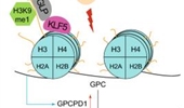 Histone methyltransferase GLP epigenetically activates GPCPD1 to sustain cancer cell metastasis and invasion