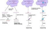 G-quadruplex and 8-oxo-7,8-dihydroguanine across the genome: methodologies and crosstalk