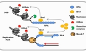 New insights into the mechanism of RPA in preserving genome stability