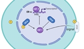 The effects of hypoxia on female reproductive system diseases