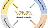 Regulatory mechanisms of mechanotransduction in genome instability