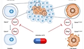 Exploring the DNA damage response pathway for synthetic lethality