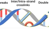 Advances in DNA damage induced by environmental chemical carcinogens