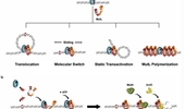 MutS and MutL sliding clamps in DNA mismatch repair