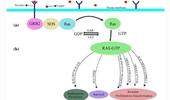 The role of ral signaling and post translational modifications (PTMs) of Ras in cancer