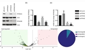 Proteome profiling of phosphatidylinositol-5-phosphate 4-kinase type 2A and 2B knockdown cells identify modifications in key regulators involved in cell homeostasis and genome integrity