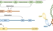 MRE11-RAD50-NBS1-CtIP: one key nuclease ensemble functions in the maintenance of genome stability