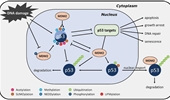 p53 regulation by ubiquitin and ubiquitin-like modifications