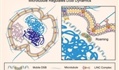 Centrosome, microtubule and DNA damage response