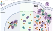 Single-stranded RNA viruses activate and hijack host apical DNA damage response kinases for efficient viral replication