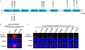 The impact of TOPBP1 mutations in human cancers on the DNA damage response