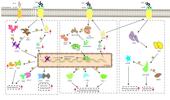 The mechanism and consequences of BRAF inhibitor resistance in melanoma