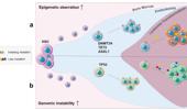 Clonal evolution in leukemia: preleukemia, evolutionary models, and clinical implications